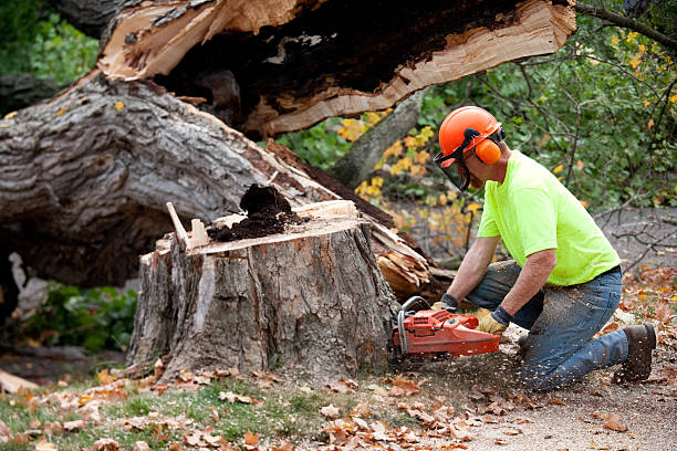 Best Tree Removal Contractors  in USA